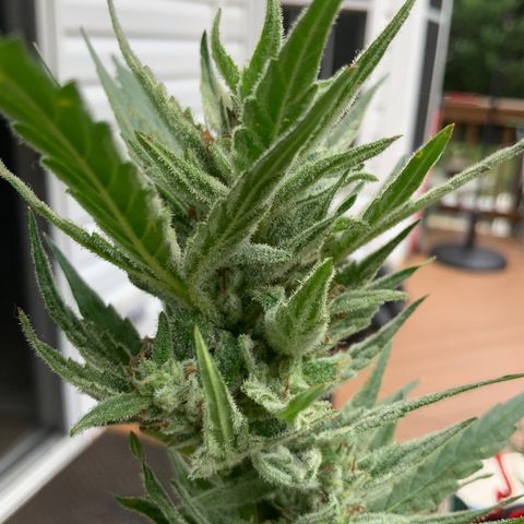 Bruce Banner 7/22 growlog photo: 9a