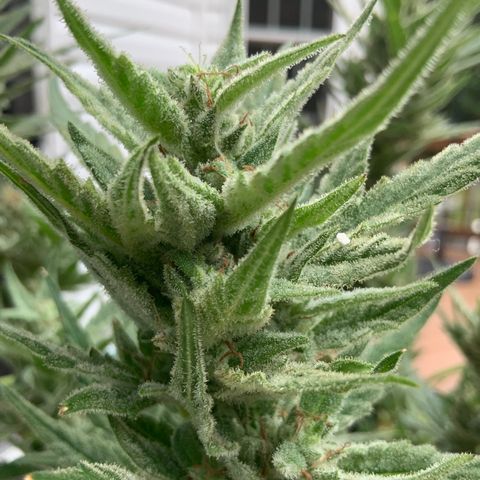 Bruce Banner 7/22 growlog photo: 9a