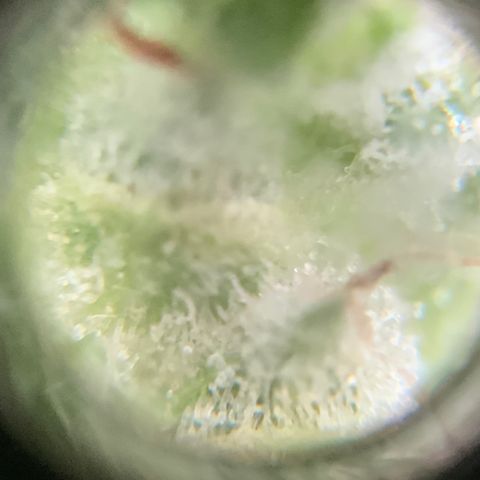 Bruce Banner 7/22 growlog photo: 9a