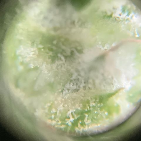 Bruce Banner 7/22 growlog photo: 9a