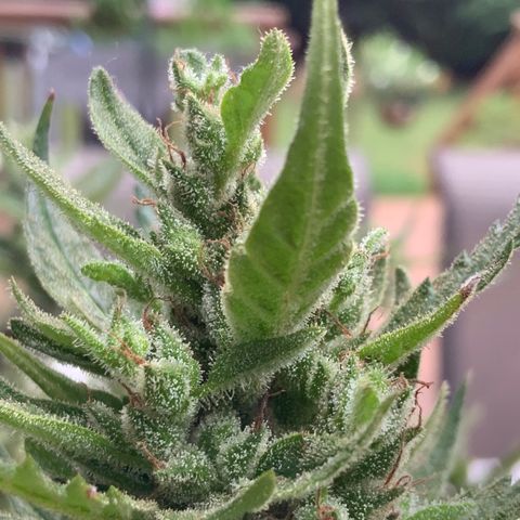 White Widow 7/25 growlog photo: Pre-final flush 9a
Chop this afternoon 