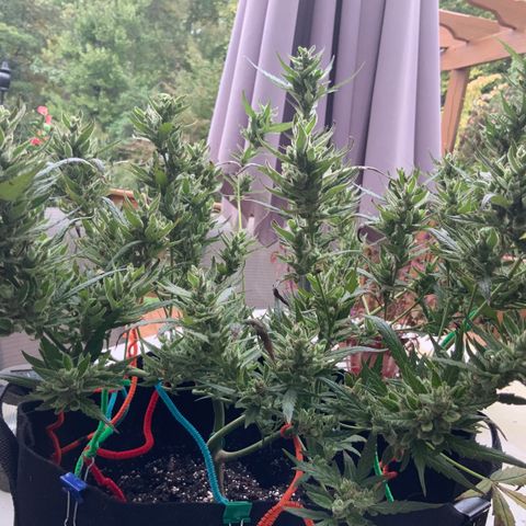 White Widow 7/25 growlog photo: Pre-final flush 9a
Chop this afternoon 