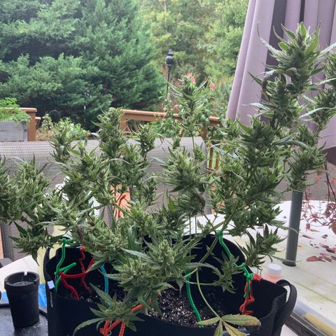 White Widow 7/25 growlog photo: Pre-final flush 9a
Chop this afternoon 