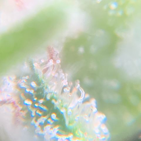 White Widow 7/25 growlog photo: Pre-final flush 9a
Chop this afternoon 