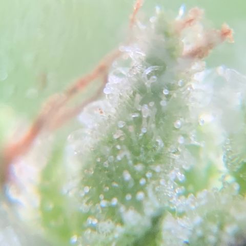 White Widow 7/25 growlog photo: Pre-final flush 9a
Chop this afternoon 