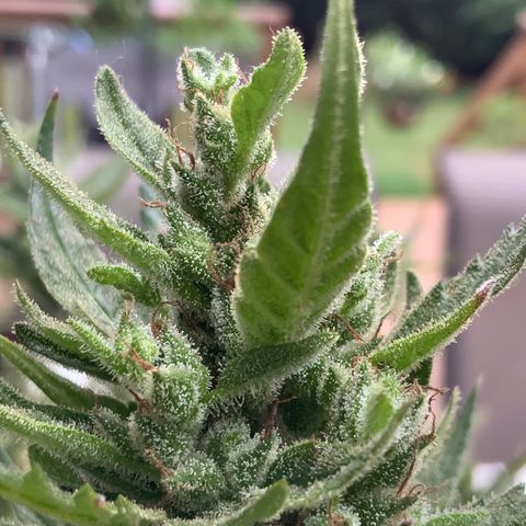 White Widow 7/25 growlog photo: Pre-final flush 9a
Chop this afternoon 