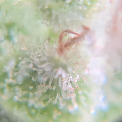 White Widow 7/25 growlog photo: Pre-final flush 9a
Chop this afternoon 