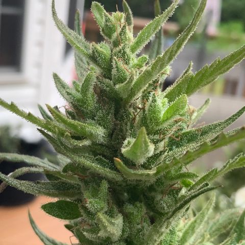 White Widow 7/25 growlog photo: Pre-final flush 9a
Chop this afternoon 
