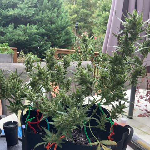 White Widow 7/25 growlog photo: Pre-final flush 9a
Chop this afternoon 
