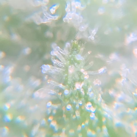 Gorilla Glue 1 7/23 growlog photo: 9a