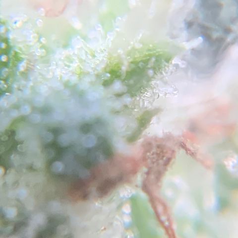 Gorilla Glue 1 7/23 growlog photo: 9a