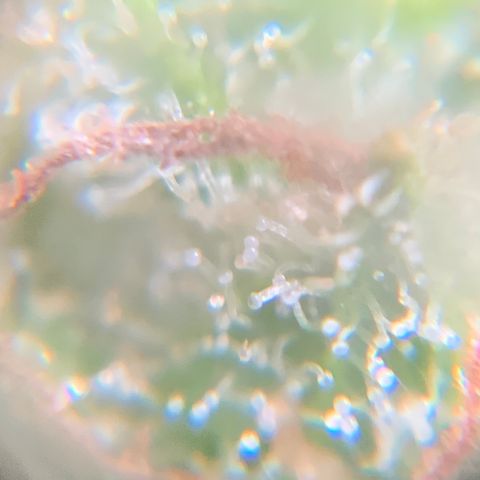 Gorilla Glue 1 7/23 growlog photo: 9a