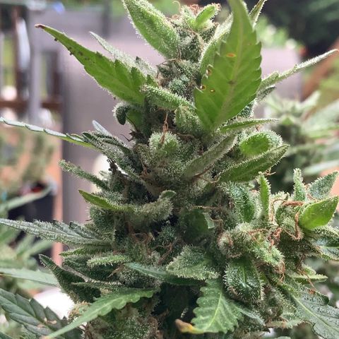 Gorilla Glue 1 7/23 growlog photo: 9a