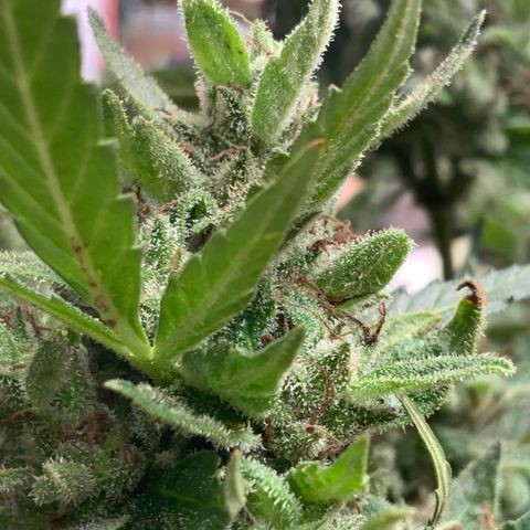 Gorilla Glue 1 7/23 growlog photo: 9a