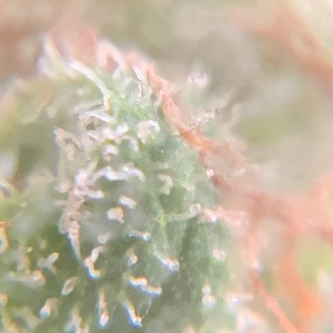 Gorilla Glue 1 7/23 growlog photo: 9a