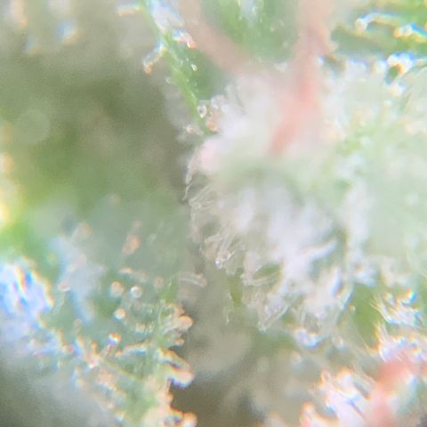 Gorilla Glue 1 7/23 growlog photo: 9a