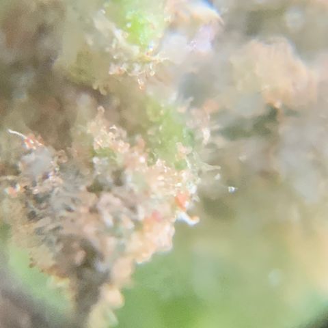 Gorilla Glue 1 7/23 growlog photo: 9a