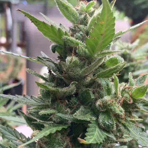 Gorilla Glue 1 7/23 growlog photo: 9a
