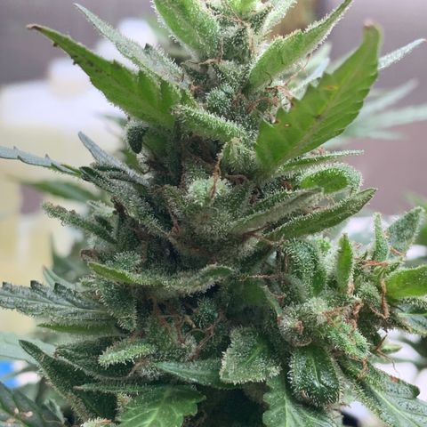 Gorilla Glue 1 7/23 growlog photo: 9a