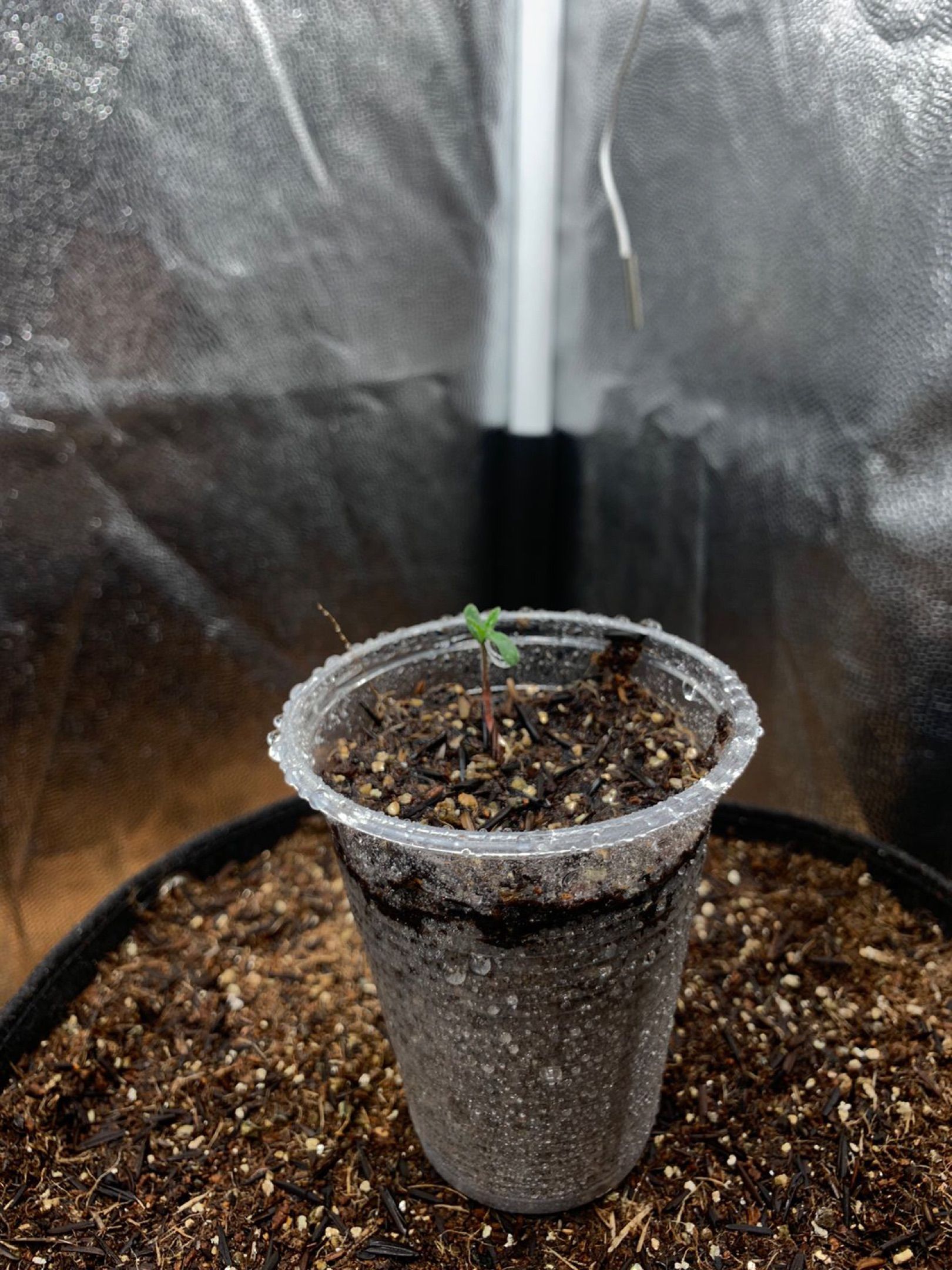 Purple Gorilla growlog header
