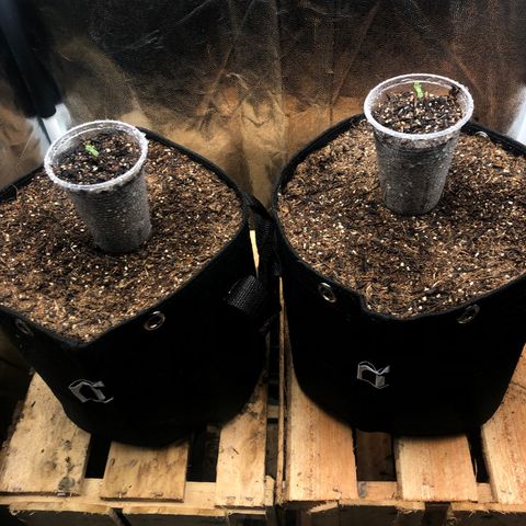 Purple Gorilla growlog photo