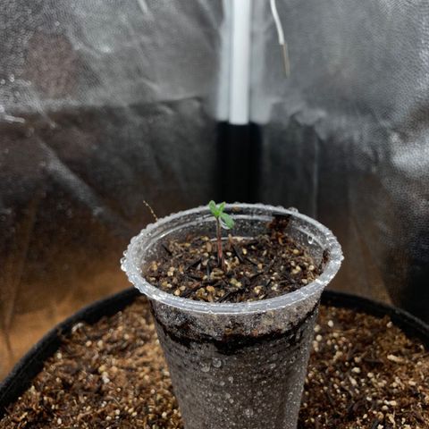 Purple Gorilla growlog photo