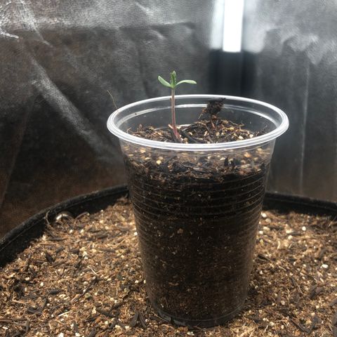 Purple Gorilla growlog photo