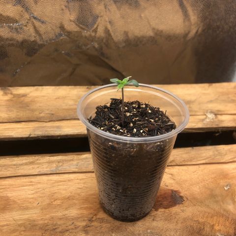 Purple Gorilla growlog photo: eu uma queimadinha leve pois deixei perto da luz
mas td beem vamo pra cima 