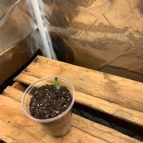 Purple Gorilla growlog photo