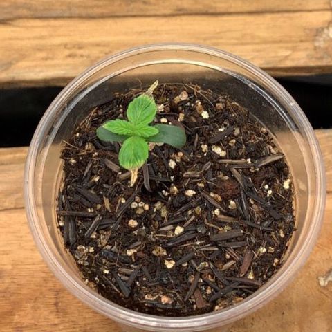 Purple Gorilla growlog photo: depois de uma rega de nutrientes ela comecou a se recuperar das queimaduras 