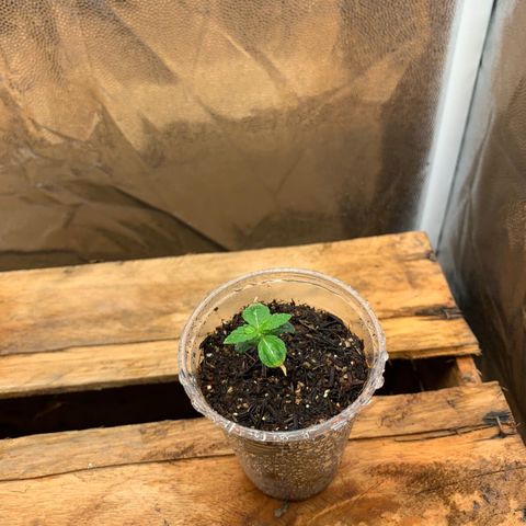 Purple Gorilla growlog photo: como podemos ver a nossa menina ta comecando a ficar saudavel apos as queimaduras 