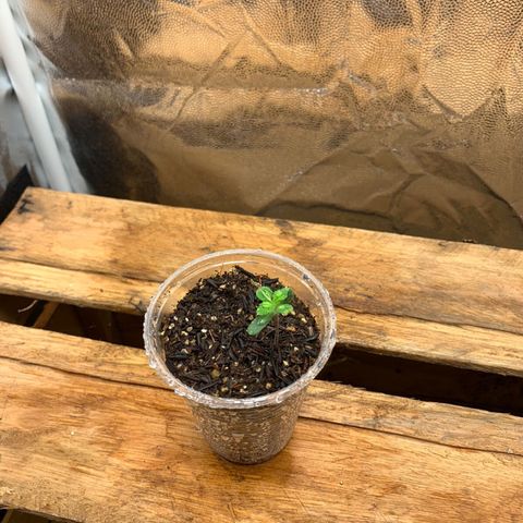Purple Gorilla growlog photo: apos uns dias podemos ver q nossa menina ja comecou a de recuperar das queimaduras 