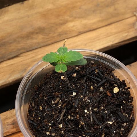 Purple Gorilla growlog photo: slk ta vindo comoooo