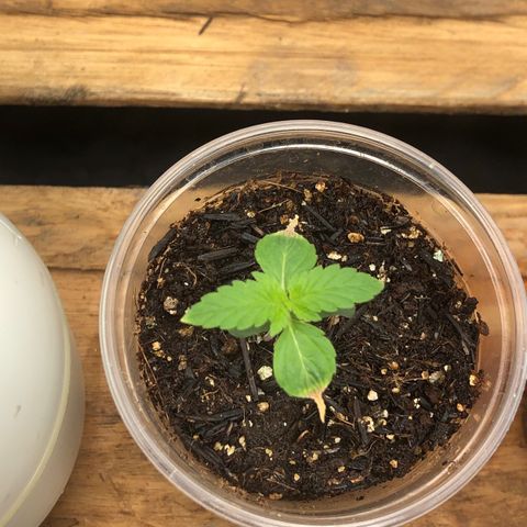 Purple Gorilla growlog timeline photo