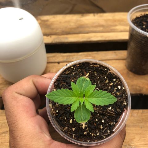Purple Gorilla growlog timeline photo
