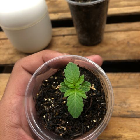 Purple Gorilla growlog timeline photo