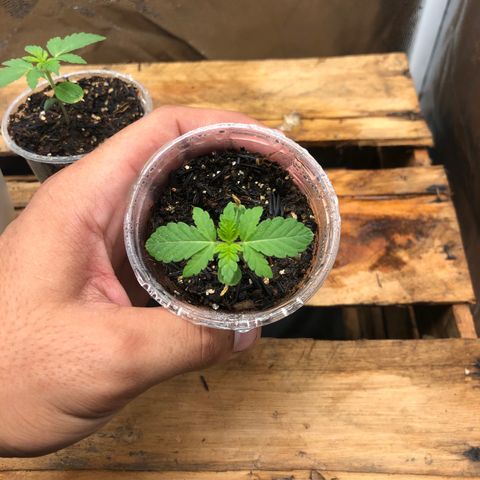 Purple Gorilla growlog timeline photo