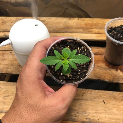 Purple Gorilla growlog timeline photo