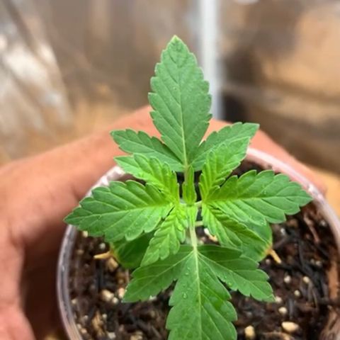 Purple Gorilla growlog timeline photo