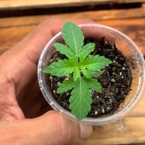 Purple Gorilla growlog timeline photo
