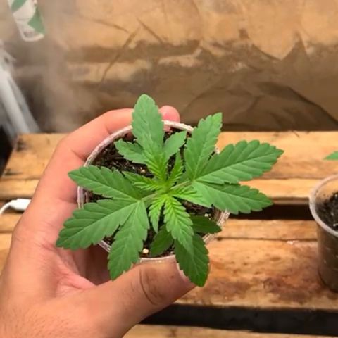 Purple Gorilla growlog timeline photo
