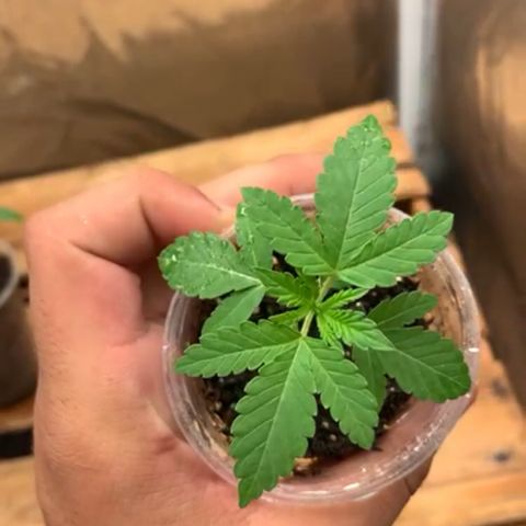Purple Gorilla growlog timeline photo