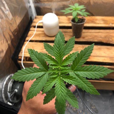 Purple Gorilla growlog timeline photo