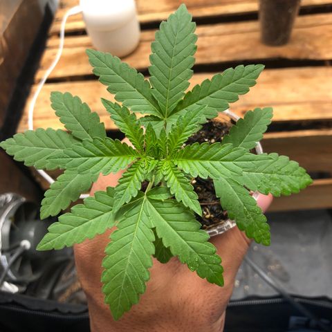 Purple Gorilla growlog timeline photo
