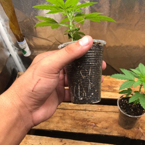 Purple Gorilla growlog timeline photo