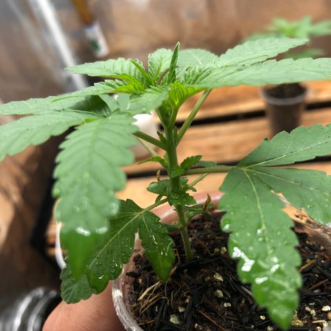 Purple Gorilla growlog timeline photo