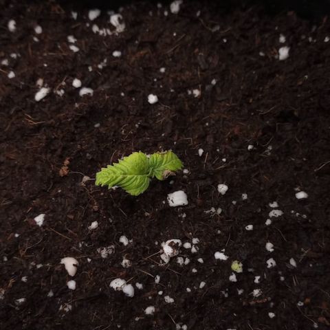 Gaga growlog timeline photo