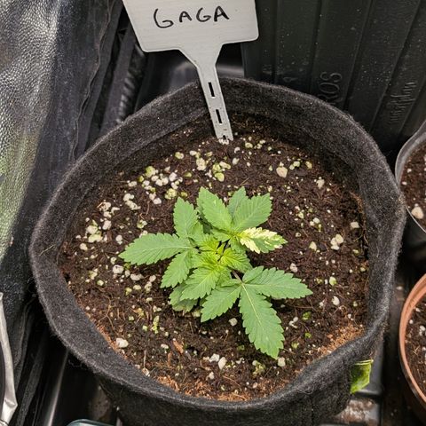 Gaga growlog timeline photo