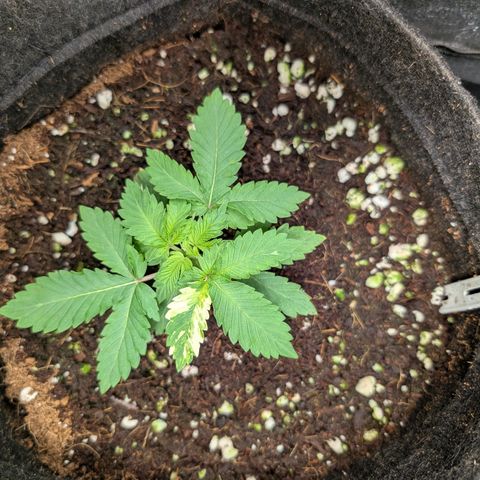 Gaga growlog timeline photo