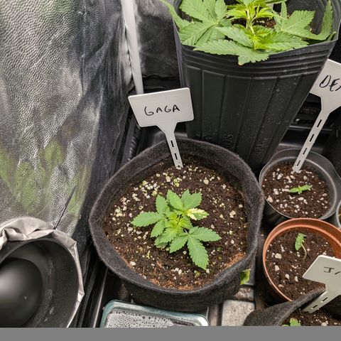 Gaga growlog timeline photo